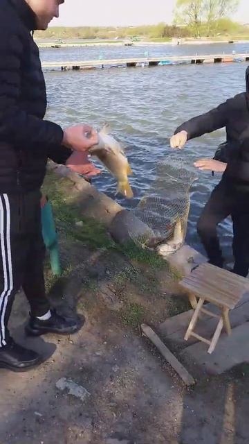 рыбалка рыбалка в подмосковье карп ловля карпа суперкарп белеутово fishing(2) смотреть онлайн