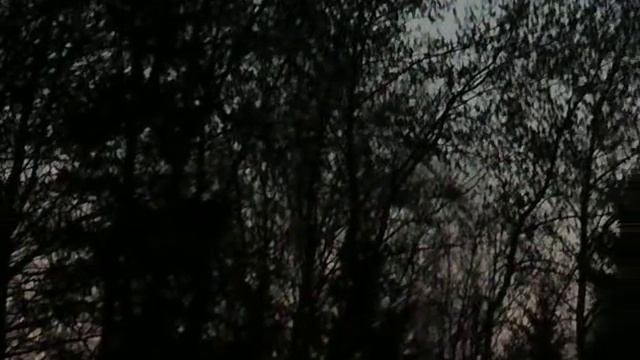 Пение птиц на закате смотреть онлайн