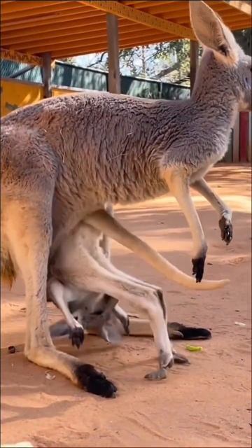 Mommy I Need Chu Haid 🥹🥹🥹 #shorts #kangaroo #animals
