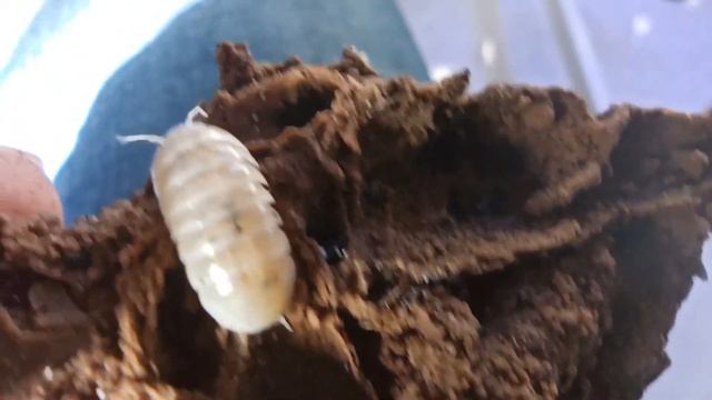 Armadillidium vulgare magic potion y Armadillidium maculatum | Isópodos смотреть онлайн