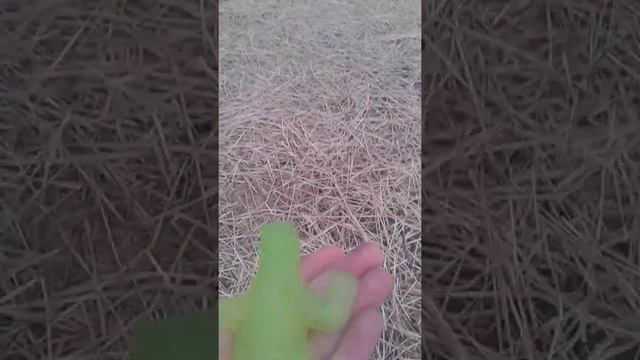Ящерица Стар😇 на прогулке🏡 смотреть онлайн