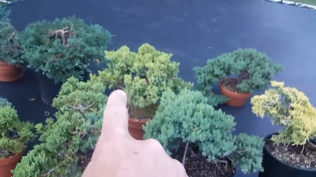 2018 Bass n' Bonsai different juniper tree species смотреть онлайн