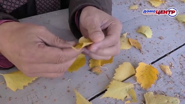 24 часа от 13.10.23_День работников леса смотреть онлайн