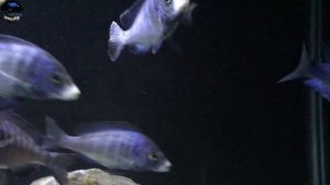 How Are The Mdoka White Lips Looking These Days? One Of A Kind African Cichlid Aquarium Fish