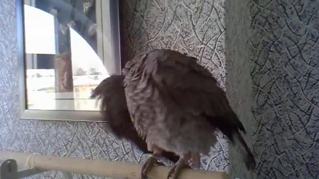 УЧИМСЯ ГОВОРИТЬ.. смотреть онлайн