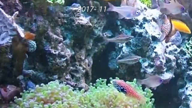 Ostorhinchus margaritophorus in a reef aquarium смотреть онлайн