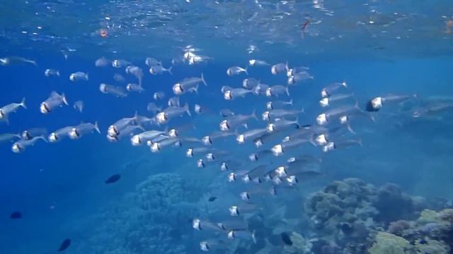 скумбрии в мутной воде смотреть онлайн