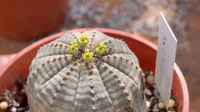 Cactus flowers | Opuntia Euphorbia Haworthia Gymnocalycium and more смотреть онлайн