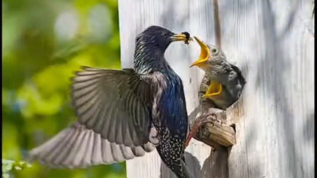 Михаил Гоголев "Скворец" смотреть онлайн