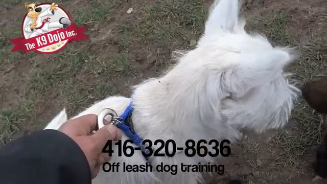 K9dojo Westie puppy off leash dog training Richmond hill смотреть онлайн