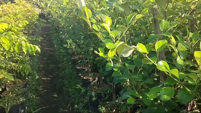 Bibit kelengkeng, Plum Aussie dll🌿 WA 085233852147🌱bibit Apel India, bibit tanaman buah смотреть онлайн