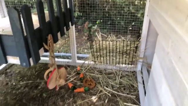 PRÉSENTATION DE L'ENCLOS EXTÉRIEUR DE MON LAPIN смотреть онлайн
