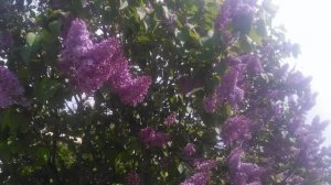 Цветёт сирень В АПРЕЛЕ VID_20250420_145825.mp4