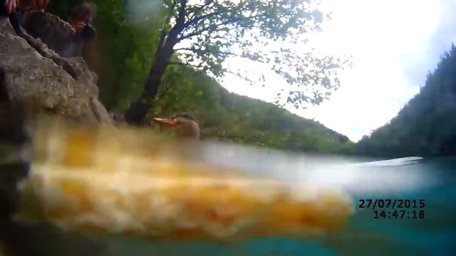 Duck and Fish on Plitvice Lakes смотреть онлайн