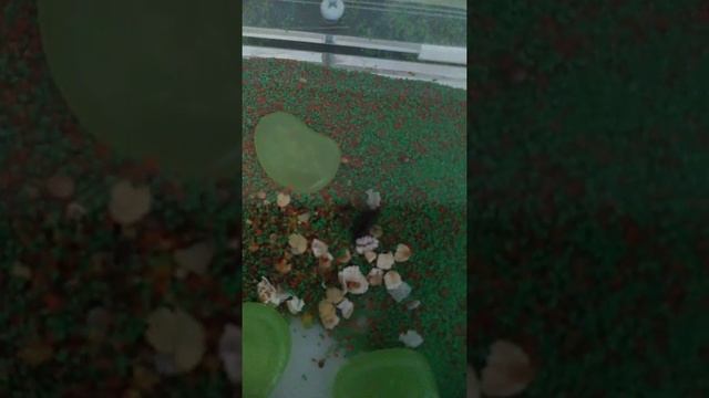 Мои муравьи. Ant planet, Messor Struktor смотреть онлайн