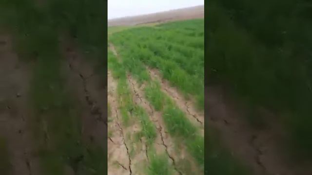 Бизнеси Нав  Дар Точикисон Кирмхойи Калифорнии Борой Малумот +992889449292 Занг