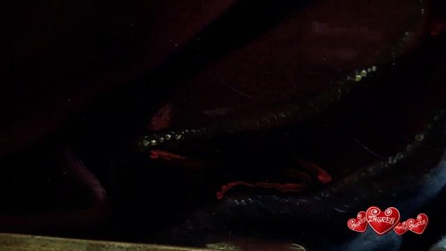 zagreb 16 2014, part5 MUO, Guercino смотреть онлайн