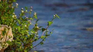 Прекрасная музыка ветра! Расслабляющая мелодия!