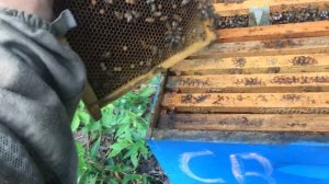 Результат обработки пчёл и от европейского гнильца