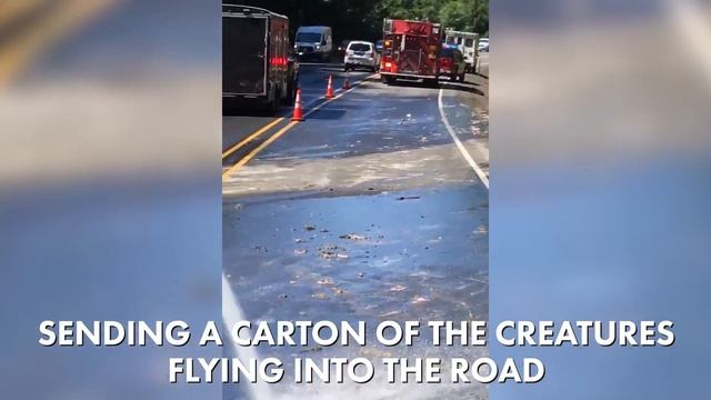 Highway gets 'slimed' by 4 tons of hagfish | New York Post