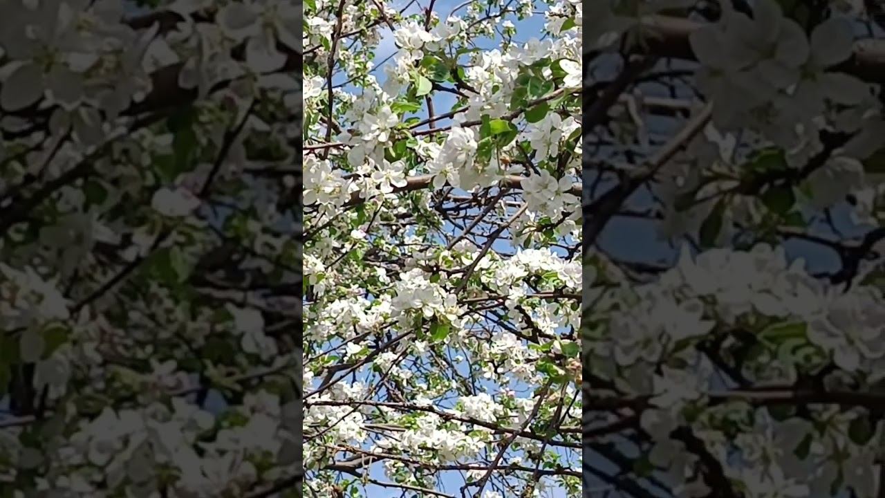 Красавица Весна смотреть онлайн