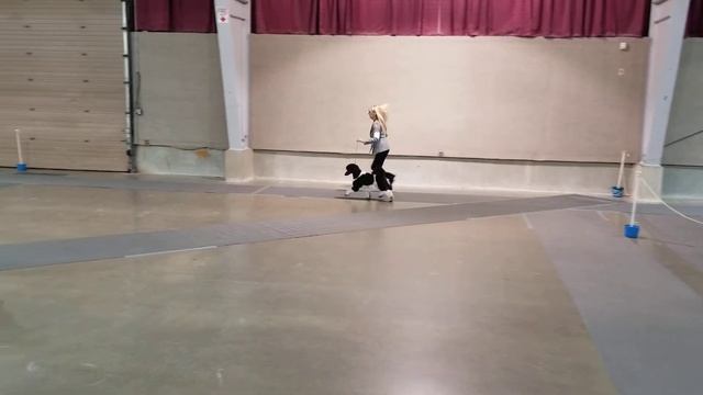 Machete at his first show 16 weeks old смотреть онлайн
