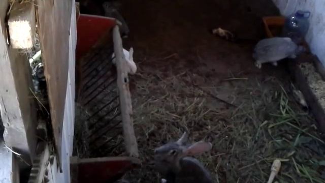 КРОЛИКИ В ЯМЕ смотреть онлайн