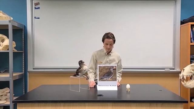 Seabird Spotlight: Rhino Auklets! смотреть онлайн
