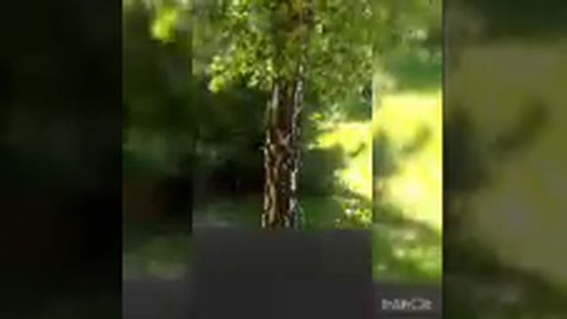 InShot 20180527 150444958 смотреть онлайн