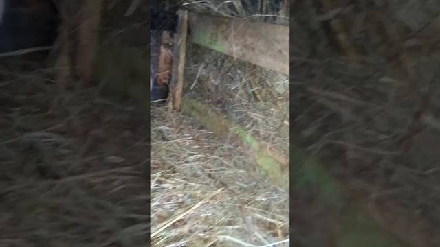 Сенник для кроликов из сетки рабицы смотреть онлайн