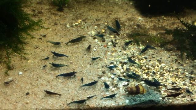 Голубая мечта смотреть онлайн