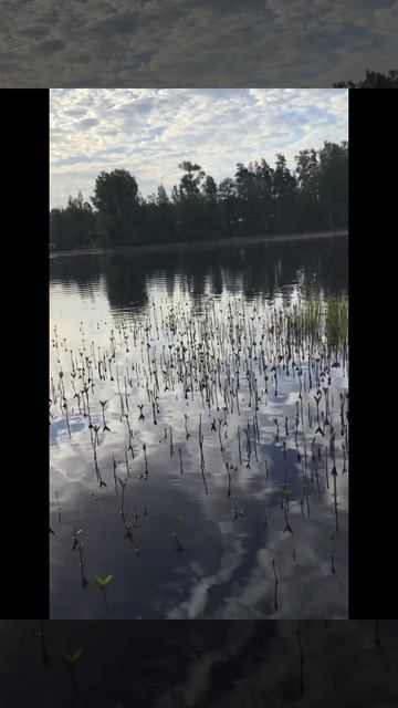 Река Вуокса. 28.05.2024. Деревня Хвойная. Водное растение- Вахта трёхлистная, или Трифоль