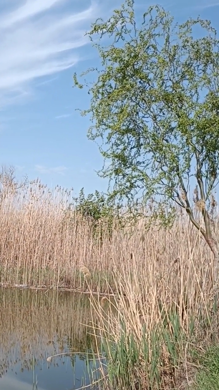 Река Панура, небо голубое и пение птиц в апреле! 20.04.2025#Кубань#весна#природа