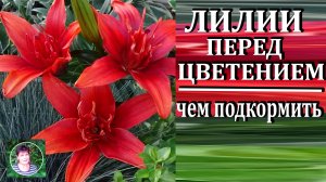 Чем подкормить лилии перед цветением Уход за лилиями перед цветением