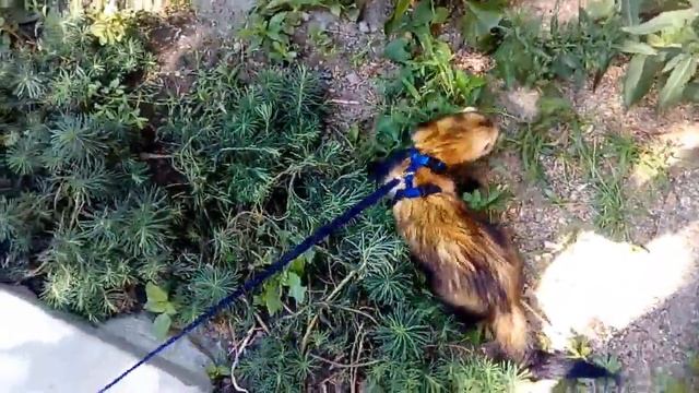 Прогулка с хорьком. смотреть онлайн