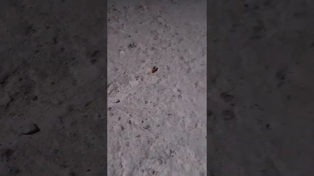 Термиты в Жанаозене смотреть онлайн