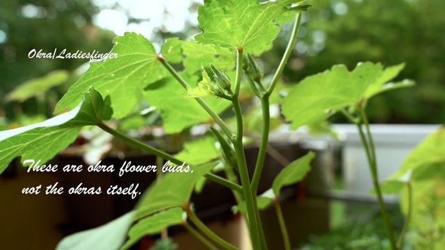 Balcony Garden in July 2021 | Vegetable Garden Tour смотреть онлайн