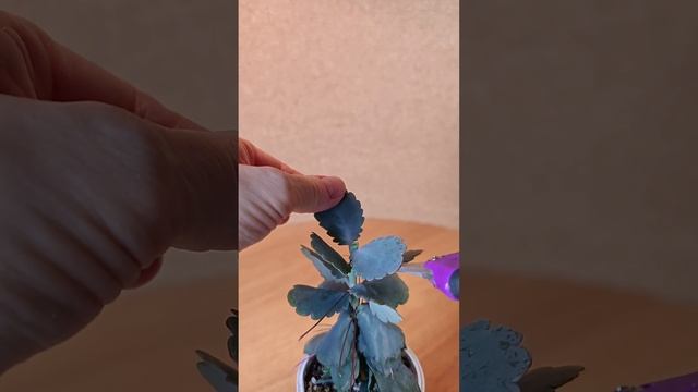 Каланхоэ Федченко: почему появляются  воздушные корни и что с ними делать.