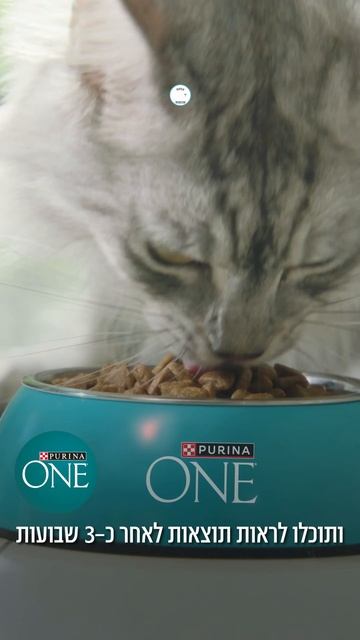 Purina One Cat Sisi смотреть онлайн