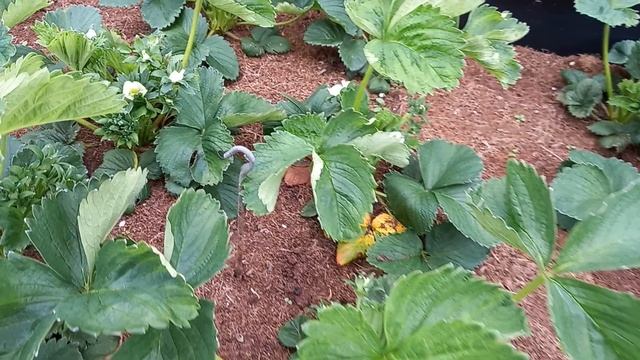 Which Strawberry Will Ripen Faster 🍓 @babetteisinthegarden6920 🍓 My Climate V Babette's Climate смотреть онлайн