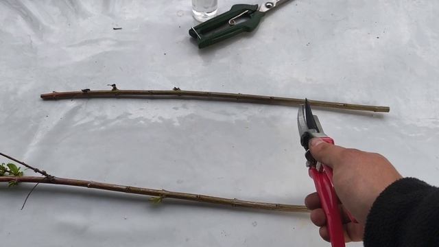 Черенкование ивы Хакуро Нишике весной 🌿 смотреть онлайн