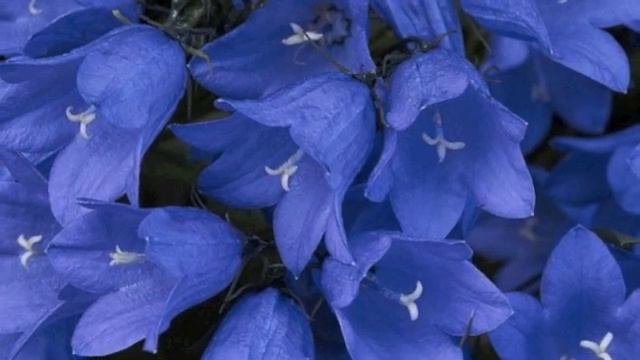 Михаил Котляров - Колокольчики смотреть онлайн