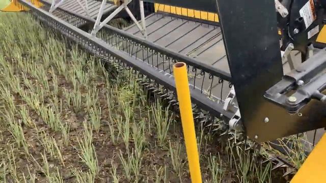 Свал рапса 2022  Rape Mowing