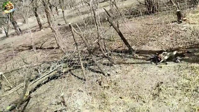 Проблема всех дачников (1)🤠 растоптали ограду🐂, омоложение старого дерево, очистка электропилы.. смотреть онлайн