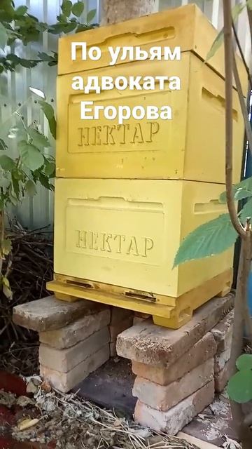 По ульям адвоката Егорова. Часть2. Начала с покупки стандартного улья. Теперь буду заселять бутыли. смотреть онлайн