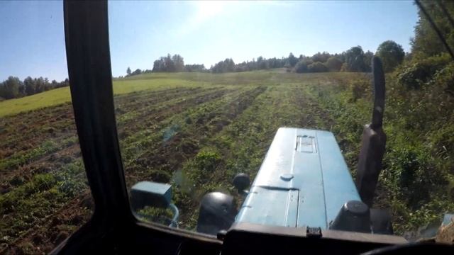 УРОЖАЙ картофеля 2023      #latvia #мтз #жизньвдеревне