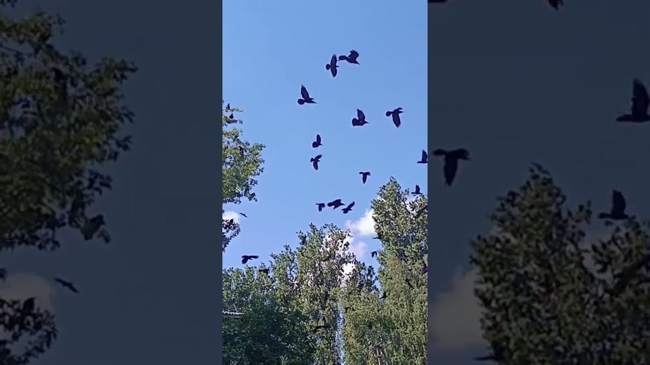 Нашествие ворон смотреть онлайн