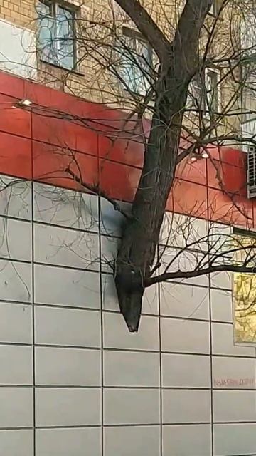ДЕРЕВО В СТЕНЕ. смотреть онлайн