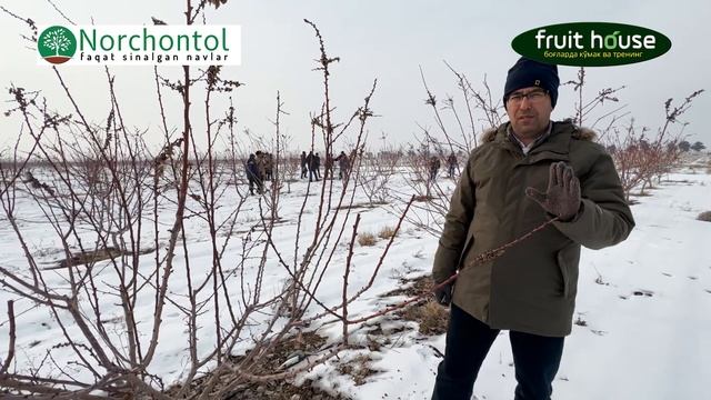 Бу йилги совук канчалик зарар берди мевали дарахтларга? смотреть онлайн