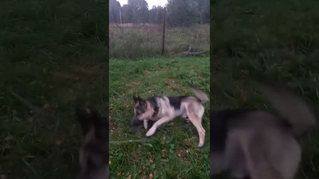 Чин Грей 5 лет